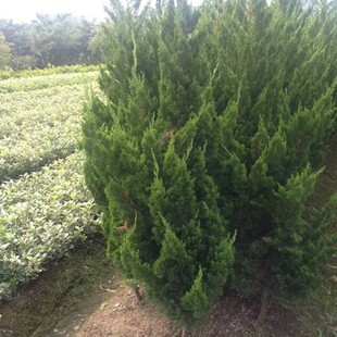 跨境基地批发白皮松 四季常青白皮松树苗 行道绿化白皮松