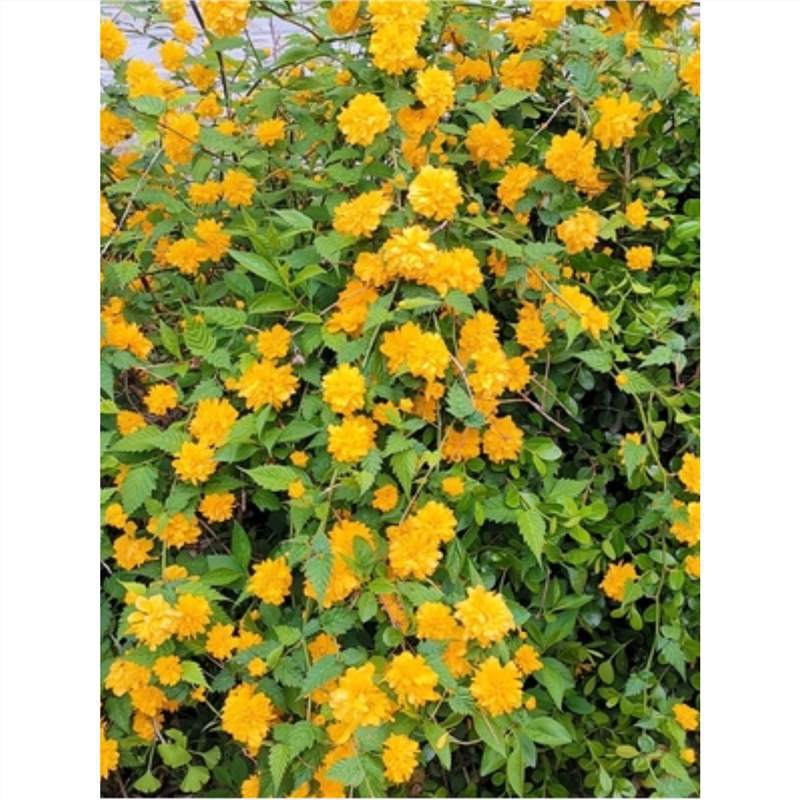 跨境重瓣棣棠花苗盆栽耐荫爬藤攀缘花卉绿植物浓香多花耐寒四季