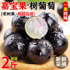 嘉宝果新鲜水果2斤大果应当季树葡萄鲜果孕妇特产罕见稀有果现摘