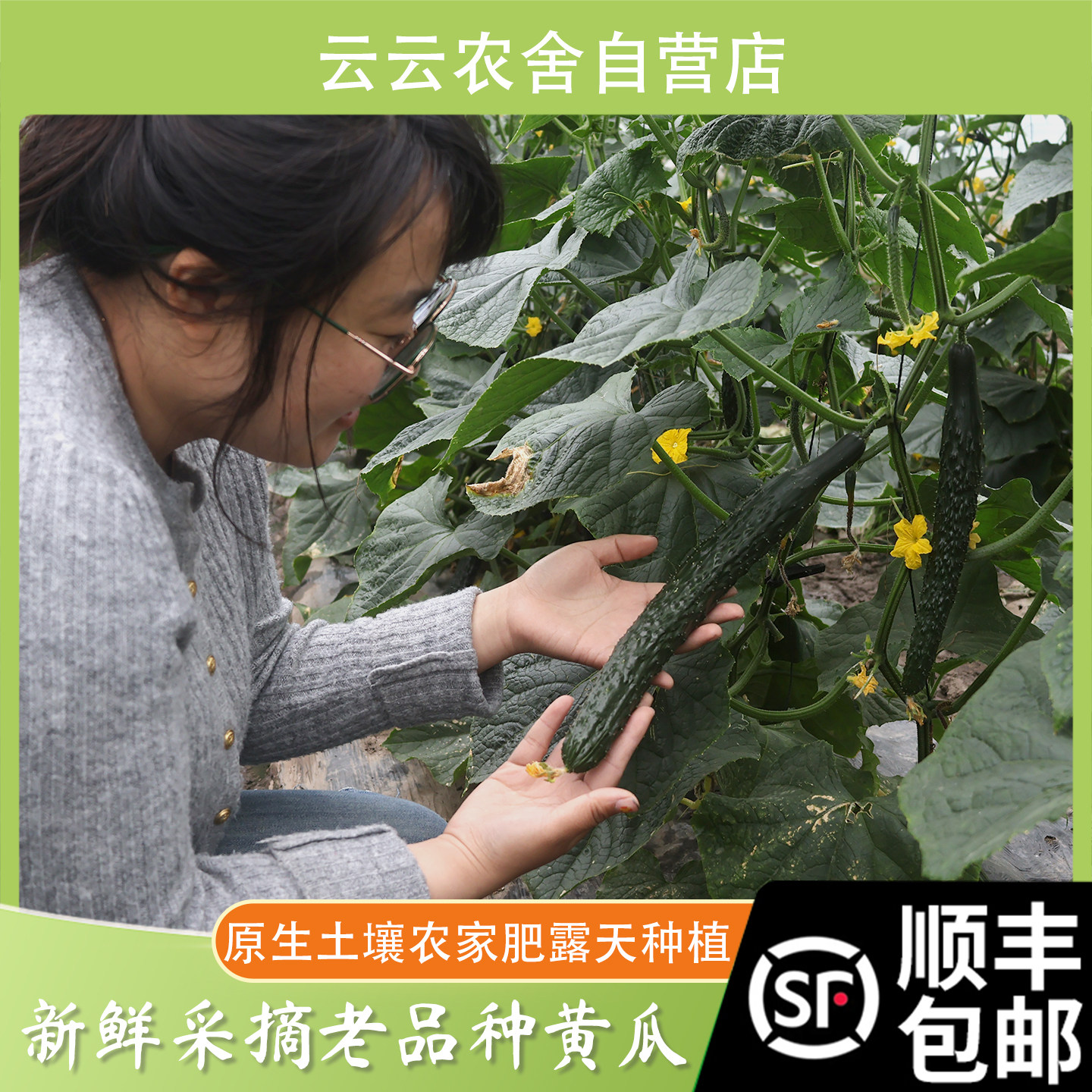 顺丰包邮苏北特产 黄瓜 黄瓜新鲜生吃 本地黄瓜 凉拌黄瓜