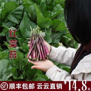 云云自种时令蔬菜新鲜红菜苔青紫菜苔红油菜苔嫩菜苔甜红菜心顺丰