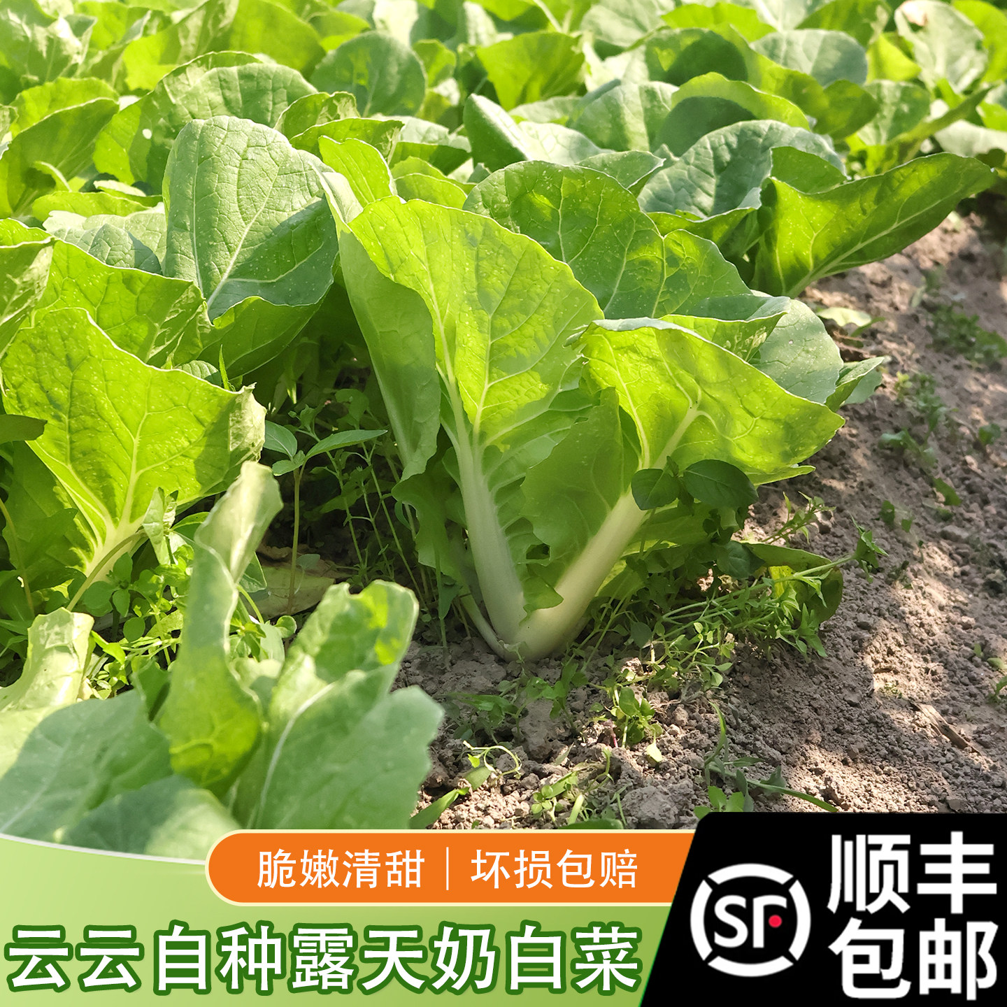 云云农舍 自种蔬菜 杭白菜 奶白菜 青菜当季时令蔬菜顺丰包邮