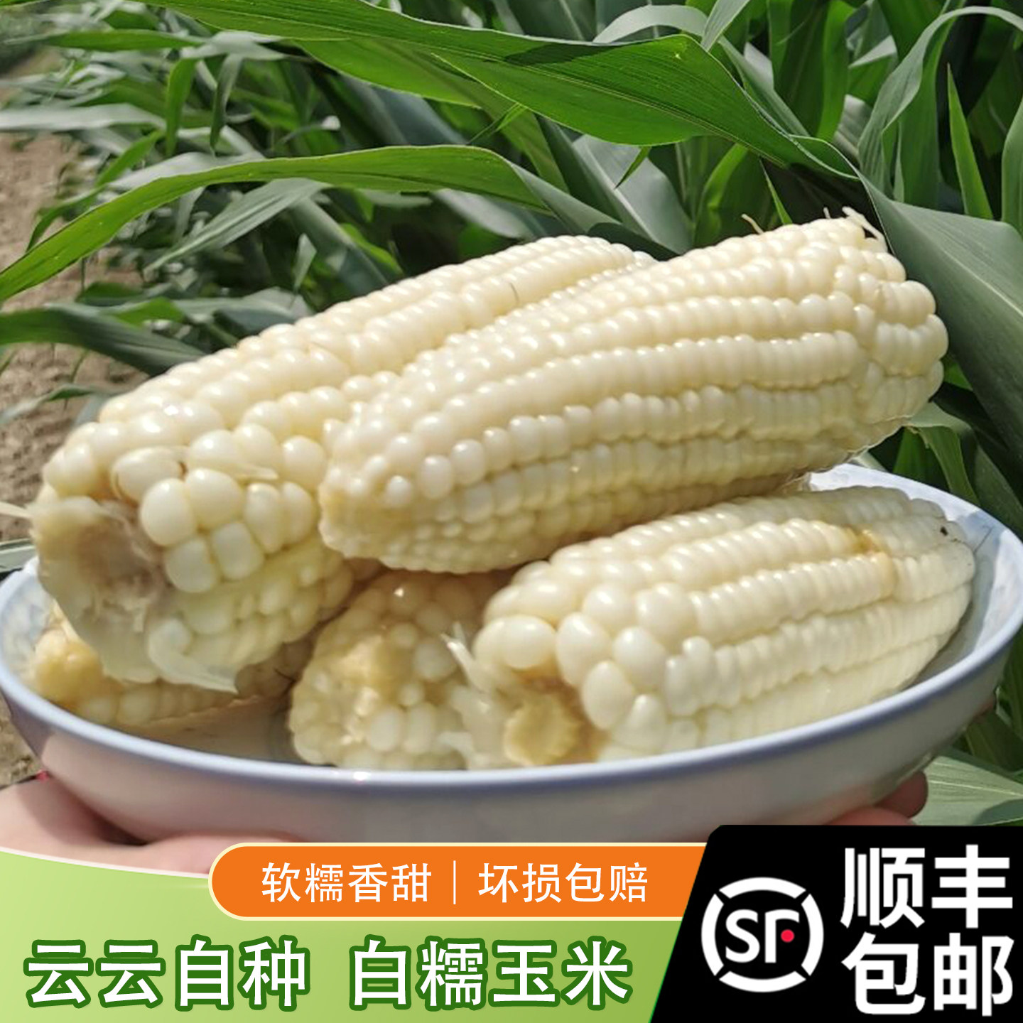 白糯玉米软糯香甜现摘现发