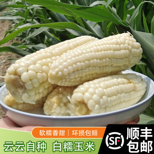 白糯玉米软糯香甜现摘现发