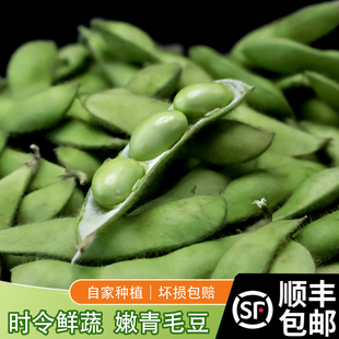 顺丰包邮农家自种苏北特产 毛豆新鲜 带壳当季时令蔬菜
