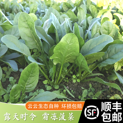 本地老品种菠菜现挖现发