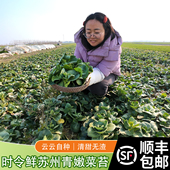 顺丰 苏北特产农家自种菜苔新鲜露天霜冻现摘现发菜薹 包邮