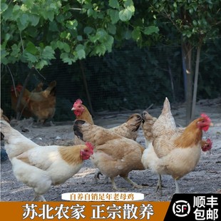 顺丰包邮自家正宗五谷散养足年老母鸡土鸡草鸡孕妇月子儿童老人