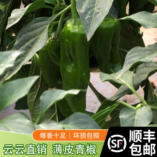 顺丰包邮农家自种辣椒新鲜微辣薄皮椒杂椒现摘当季蔬菜下饭菜