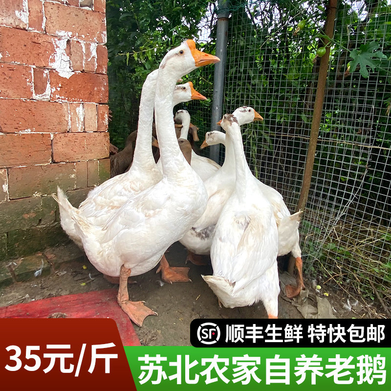 苏北农家正宗放养老鹅大鹅鹅肉整只新鲜现杀冷冻顺丰冷链特快包邮
