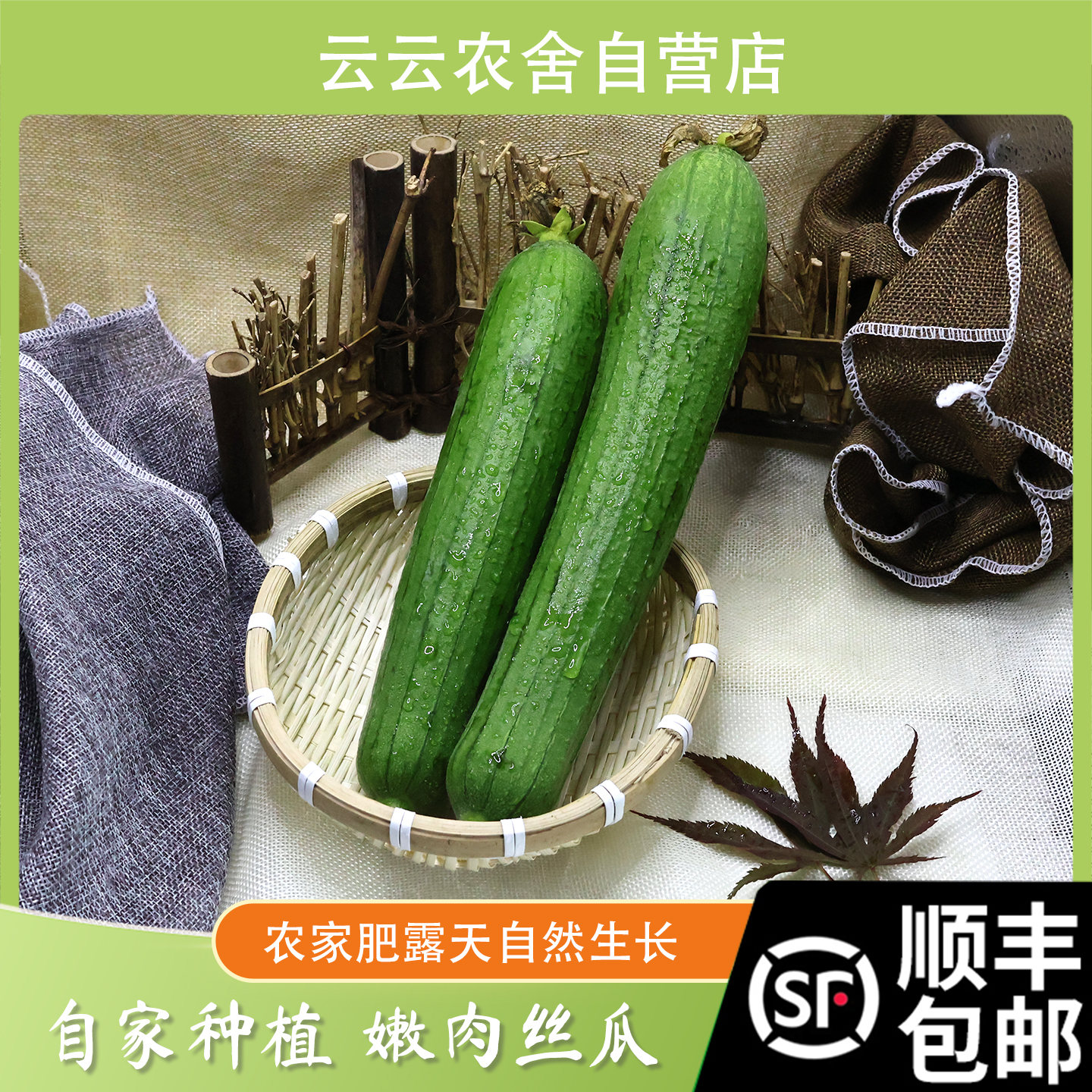 顺丰包邮苏北特产 肉丝瓜新鲜 肉丝瓜现摘现发 当季时令蔬菜