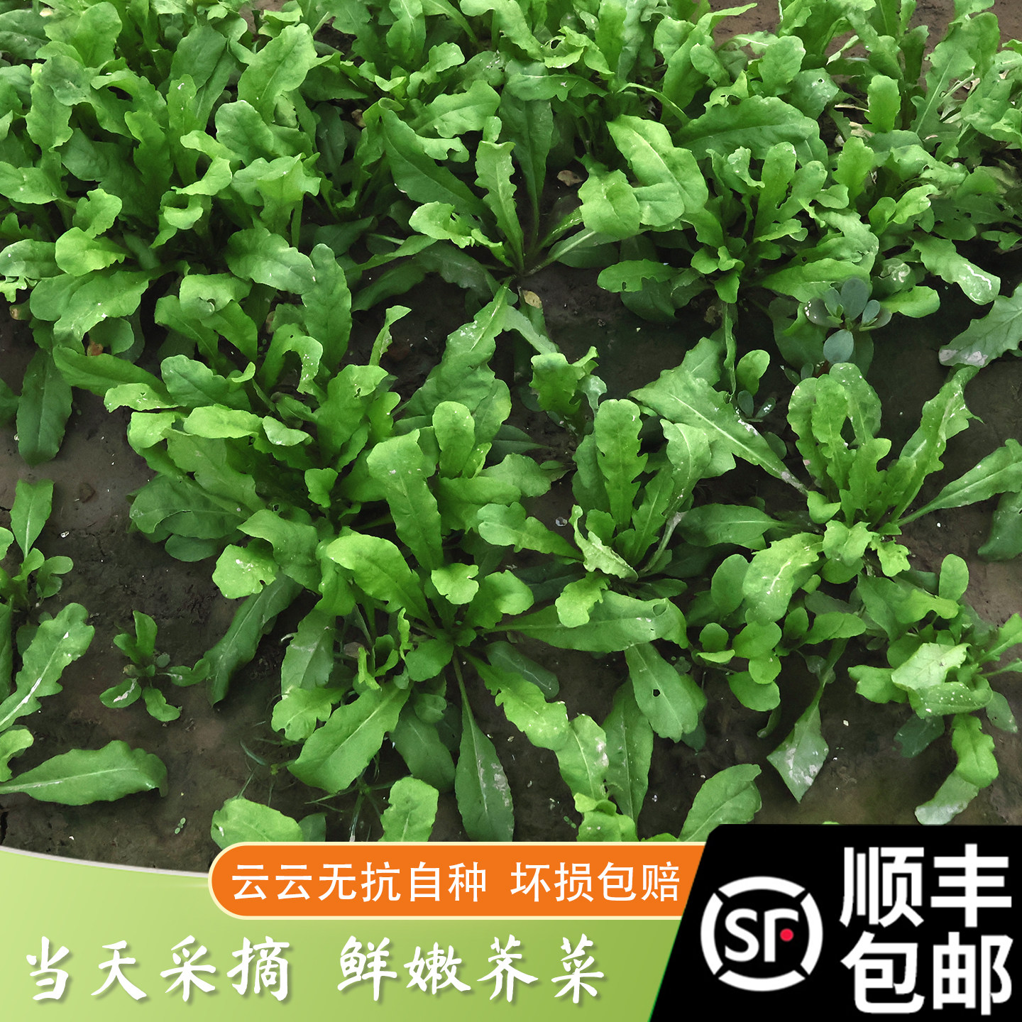 顺丰包邮苏北特产新鲜现摘 荠菜 地菜 野生荠菜混沌水饺包子馅料,水产肉类/新鲜蔬果/熟食,荠菜,淘宝优惠券,粉丝福利购,淘宝优惠卷