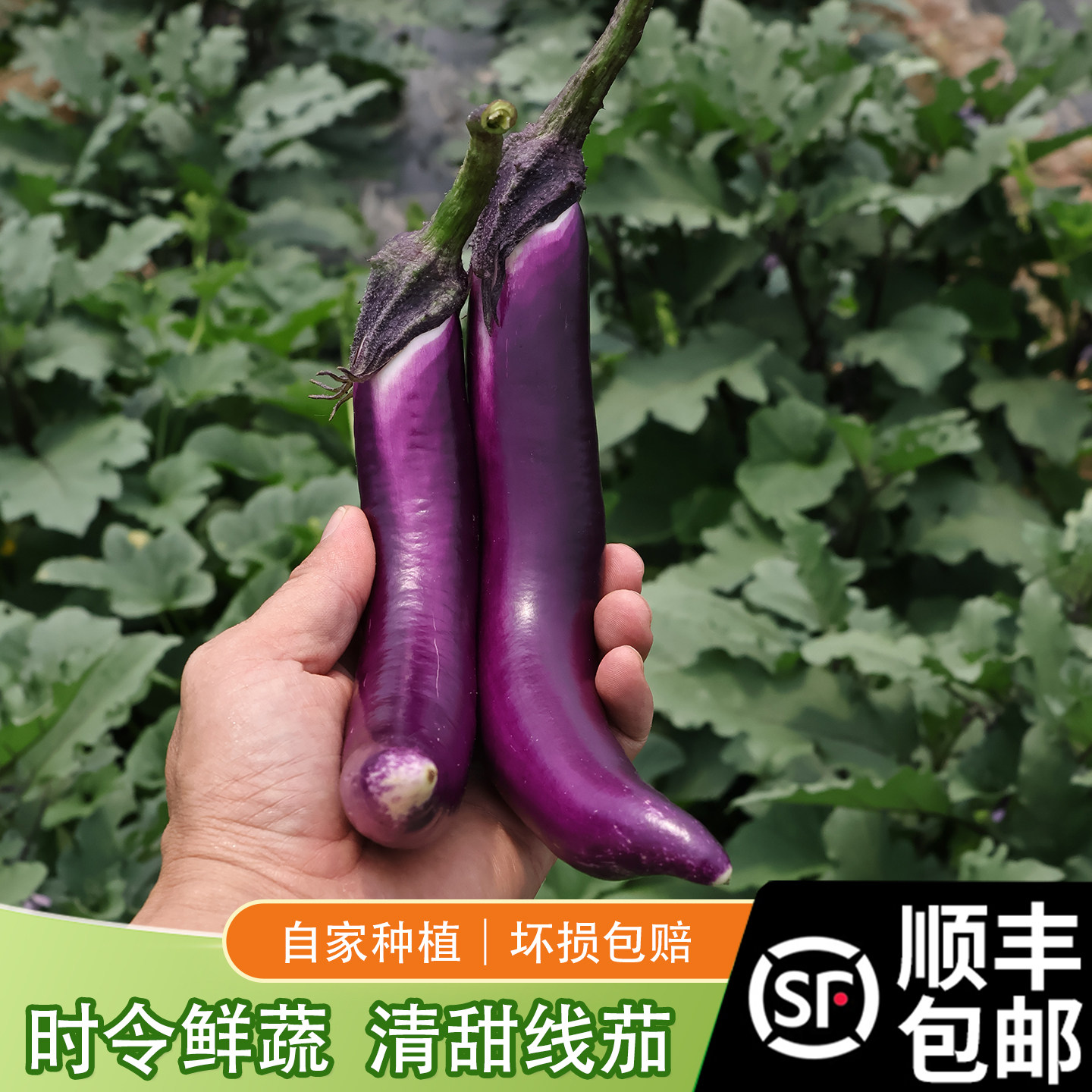 云云自种 线茄新鲜当季时令蔬菜软滑绵糯 顺丰包邮