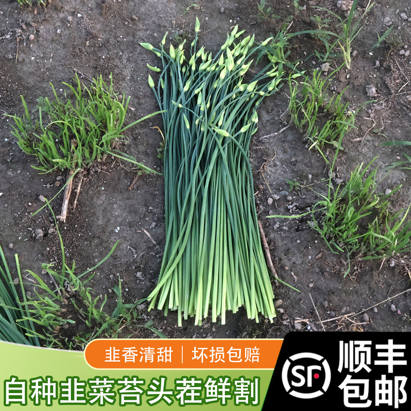 顺丰包邮苏北特产 新鲜韭菜苔 农家自种时令当季蔬菜食用无污染