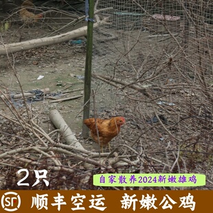 顺丰特快空运2024新公鸡嫩公鸡炒着吃口味鲜美