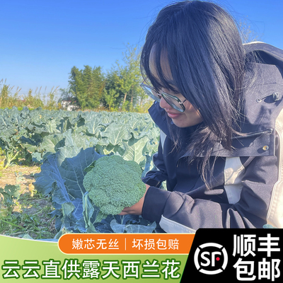 西兰花新鲜现摘现发露天生长