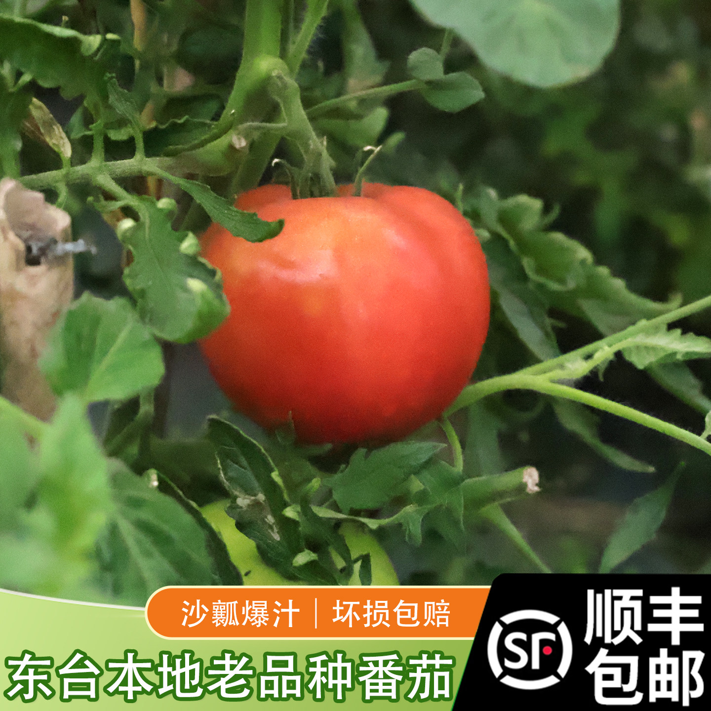 顺丰包邮苏北特产农家自种番茄新鲜西红柿当季自然熟生吃孕妇辅食