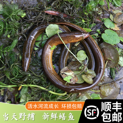 云云农舍直销 正宗野外黄鳝 鳝鱼现捕现抓新鲜顺丰包邮