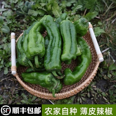 顺丰包邮农家自种辣椒新鲜微辣薄皮椒杂椒现摘当季蔬菜下饭菜