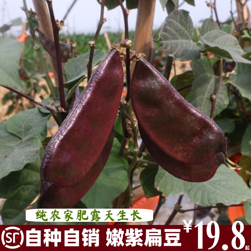 顺丰包邮苏北特产农家自种扁豆紫扁豆大耳扁豆现摘现发