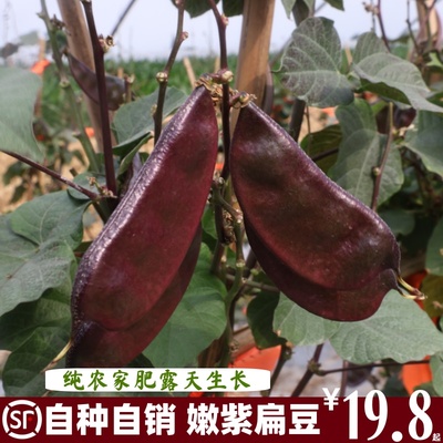 顺丰包邮苏北特产农家自种扁豆紫扁豆大耳扁豆现摘现发