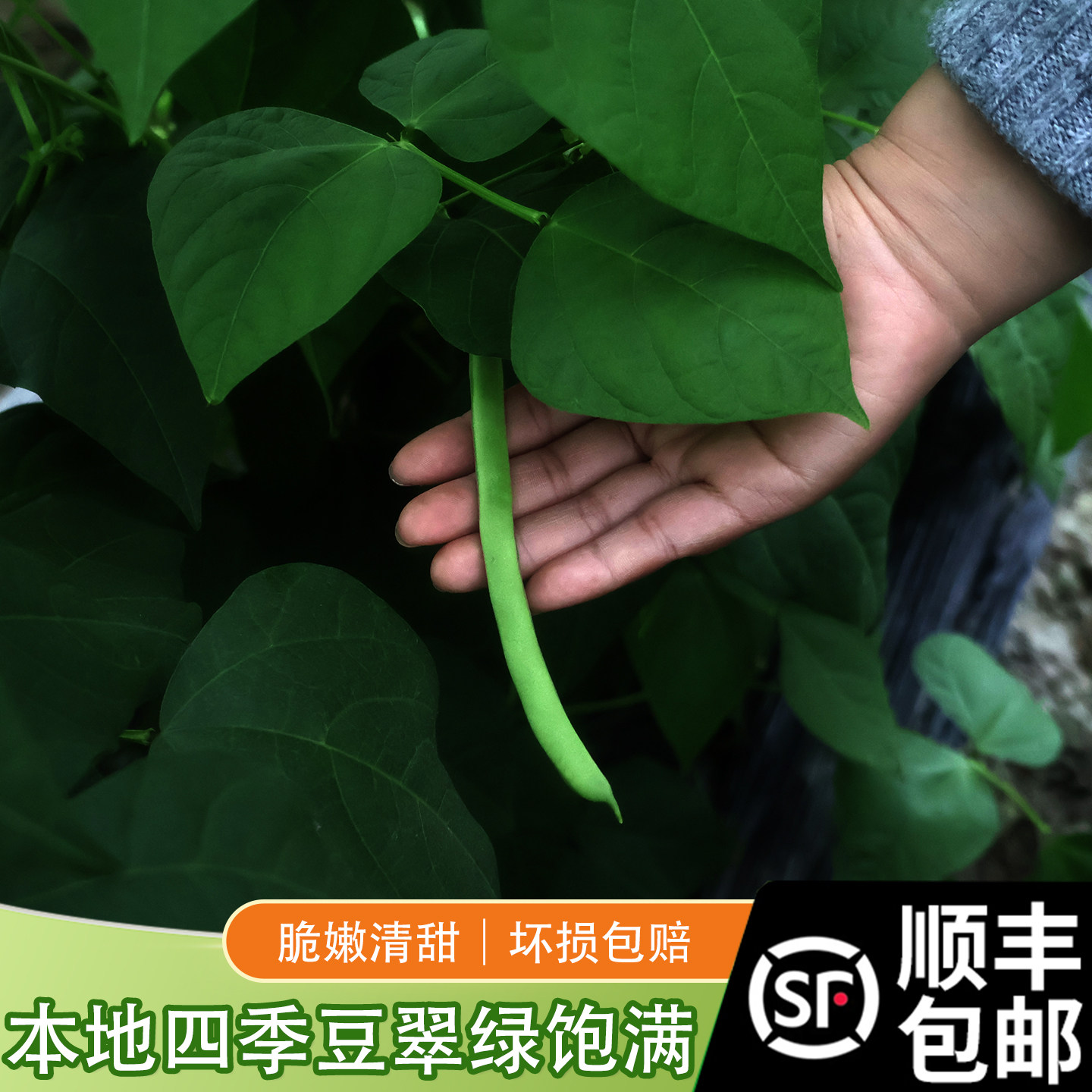 顺丰包邮农家自种 刀豆新鲜 四季豆新鲜 芸豆新鲜 现摘现发