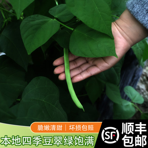 顺丰包邮农家自种现摘刀豆