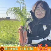 顺丰 胡萝卜露天霜冻生长宝宝辅食非转基因水果红心萝卜现挖 包邮