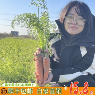 顺丰包邮胡萝卜露天霜冻生长宝宝辅食非转基因水果红心萝卜现挖