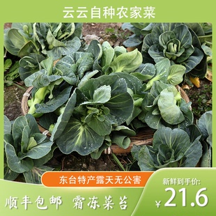顺丰包邮苏北特产农家自种菜苔新鲜露天霜冻现摘现发菜薹