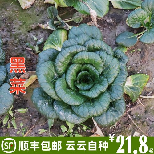 黑心乌菜籽耐寒秋冬蔬菜种籽