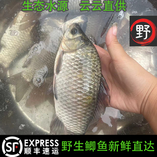 苏北农村野外原生态鲫鱼淡水活鱼鲜活现杀孕妇产奶月子炖汤滋补
