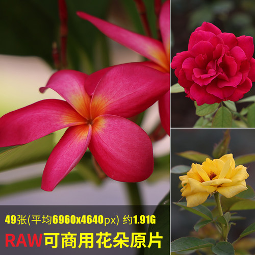 raw可商用花朵原片高清花朵素材图植物花瓣玫瑰cr3相机未修原图片