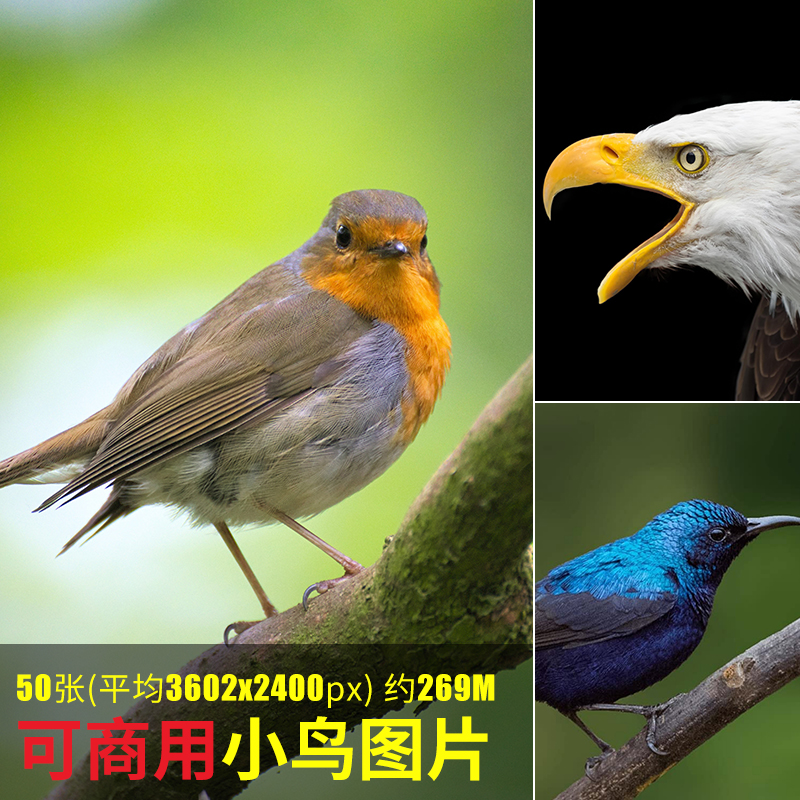 可商用小鸟图片高清摄影小鸟鸟儿树枝上的鸟特写动物无版权素材图