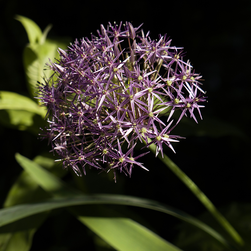 徕卡D-Lux 8原片原图RAW+JPG相机直出未修图高清练习摄影素材图片