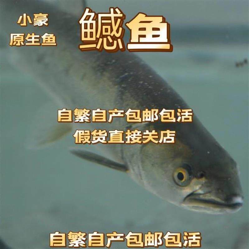 鳡鱼水老虎正宗鳡鱼不正宗包赔包邮包活凶猛一年可长七八斤