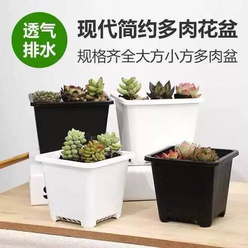 白色多肉花盆景天小方盆单头老桩景天盆多肉小方盆塑料小黑方加厚