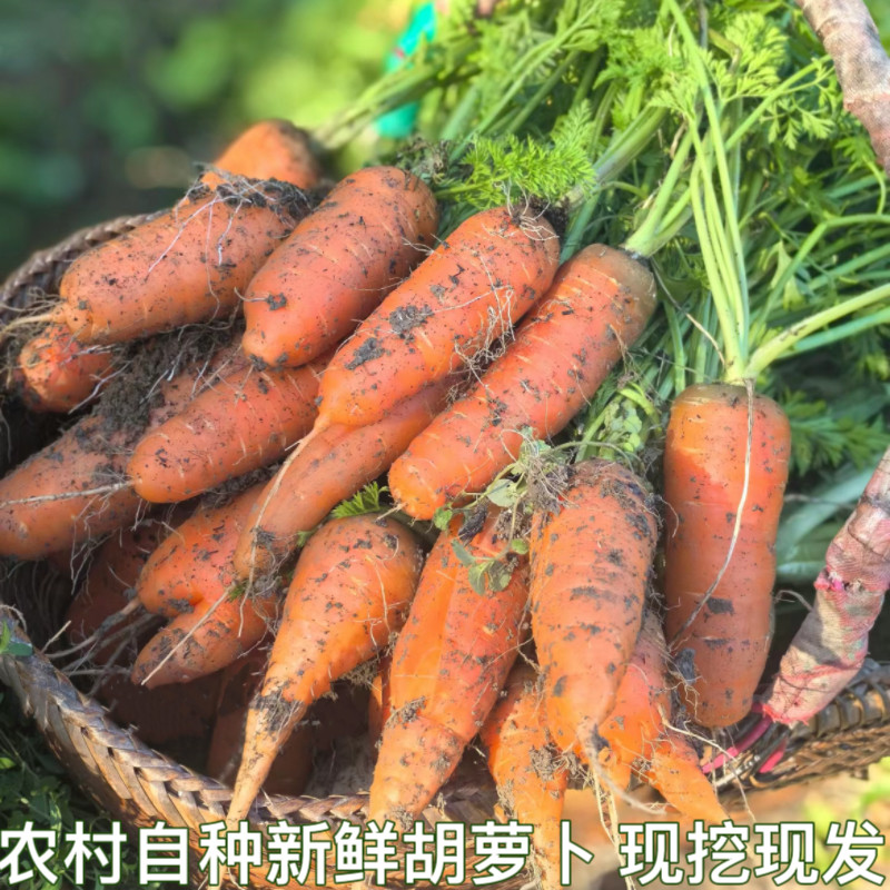 农村自种胡萝卜水果胡萝卜新鲜蔬菜宝宝辅食黄皮萝卜现挖带土包邮,水产肉类/新鲜蔬果/熟食,萝卜/胡萝卜,淘宝优惠券,粉丝福利购,淘宝优惠卷
