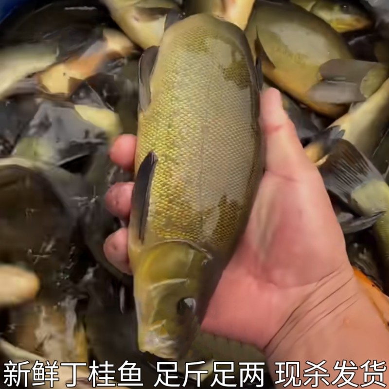 丁桂鱼新鲜丁鱥丁贵鱼丁岁鱼须桂鱼丁穗鱼金鲑鱼丁鲑鱼丁鱼岁现杀