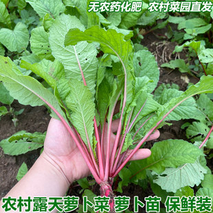 农家新鲜萝卜菜萝卜梗当季青蔬菜红皮小萝卜红萝卜缨子嫩萝卜苗