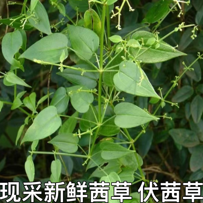 现采茜草新鲜茜草血见愁蒨草血茜草血见愁地苏木土丹参红内消