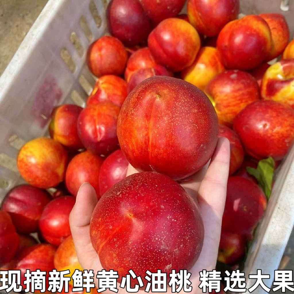 黄心油桃应季大桃子新鲜水果当季水密桃整箱孕妇蜜脆桃坏包赔包邮