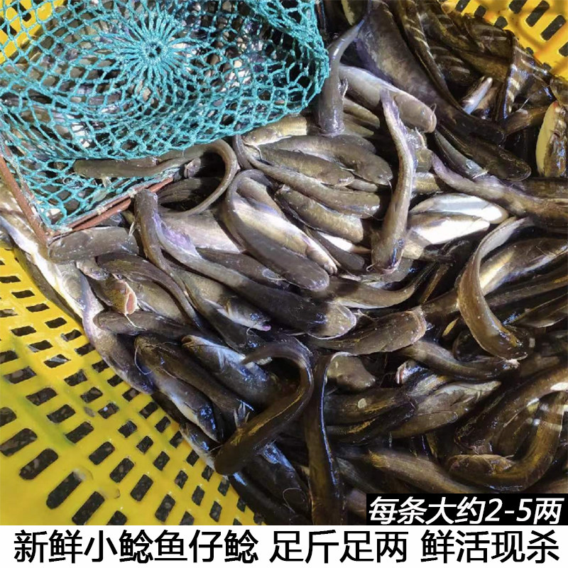 新鲜仔鲢仔鲶小鲶鱼胡子鲶大口鲶鱼本地土鲶鱼河鲶鱼淡水鱼鲜活
