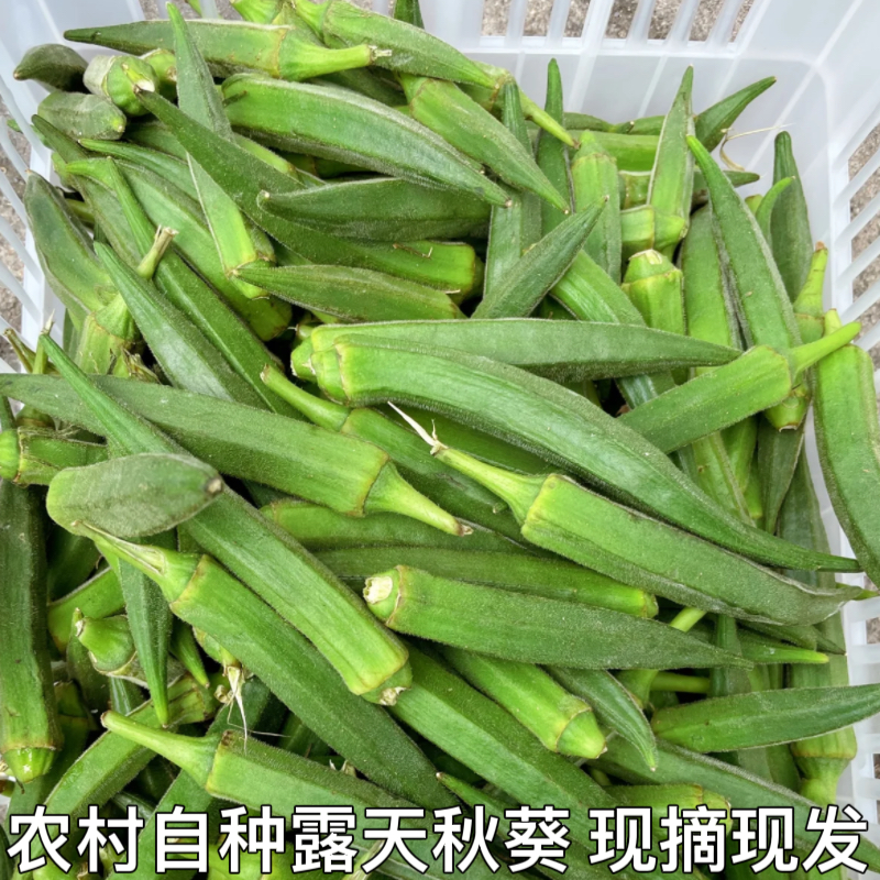 露天秋葵湖北农家自种原产地直发