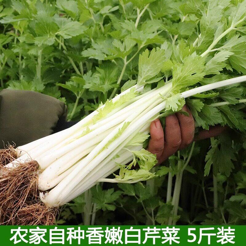 湖北农村新鲜蔬菜鲜嫩白芹菜小香芹自种农家菜现摘现发包邮