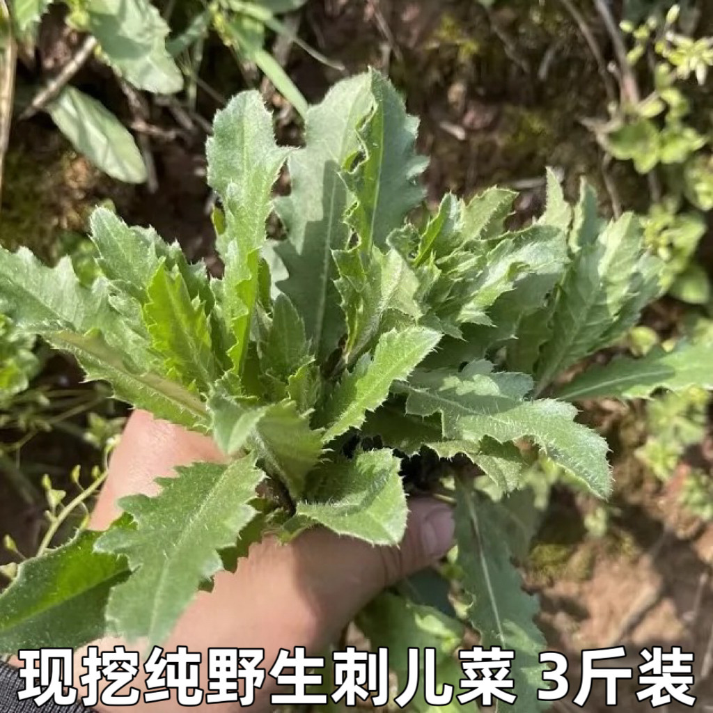刺儿菜新鲜青青草刺狗牙七七菜野菜带刺菜带根带叶小蓟草中药材