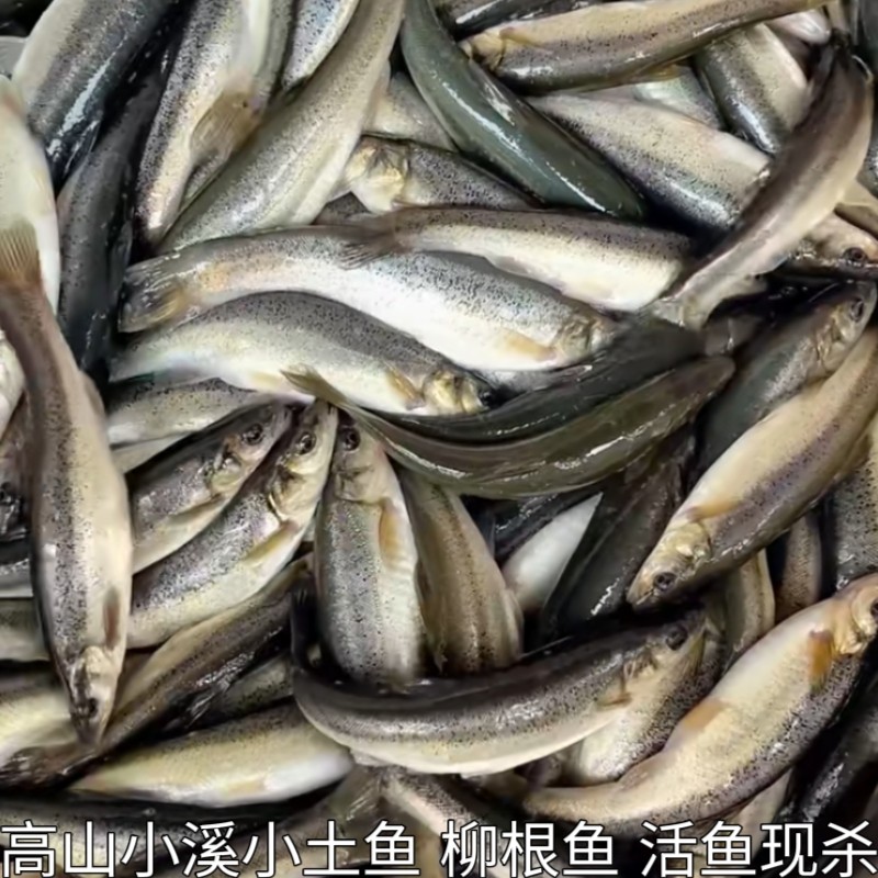 湖北高山小溪冷水鱼柳根鱼鲜活鱼鲜活水产小鱼生鲜小杂鱼小溪鱼