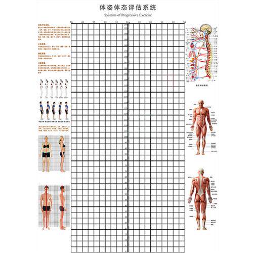 体态评估墙贴挂式身高体测评估表健身房体测网格纸身体矫正体态表