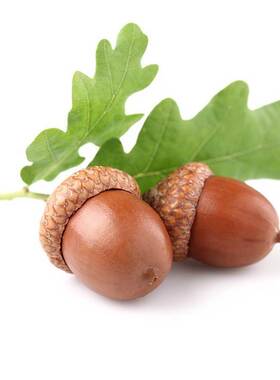 橡子大橡木果橡实果饰品橡子果橡树果帽挂饰道具幼儿园干花橡树子