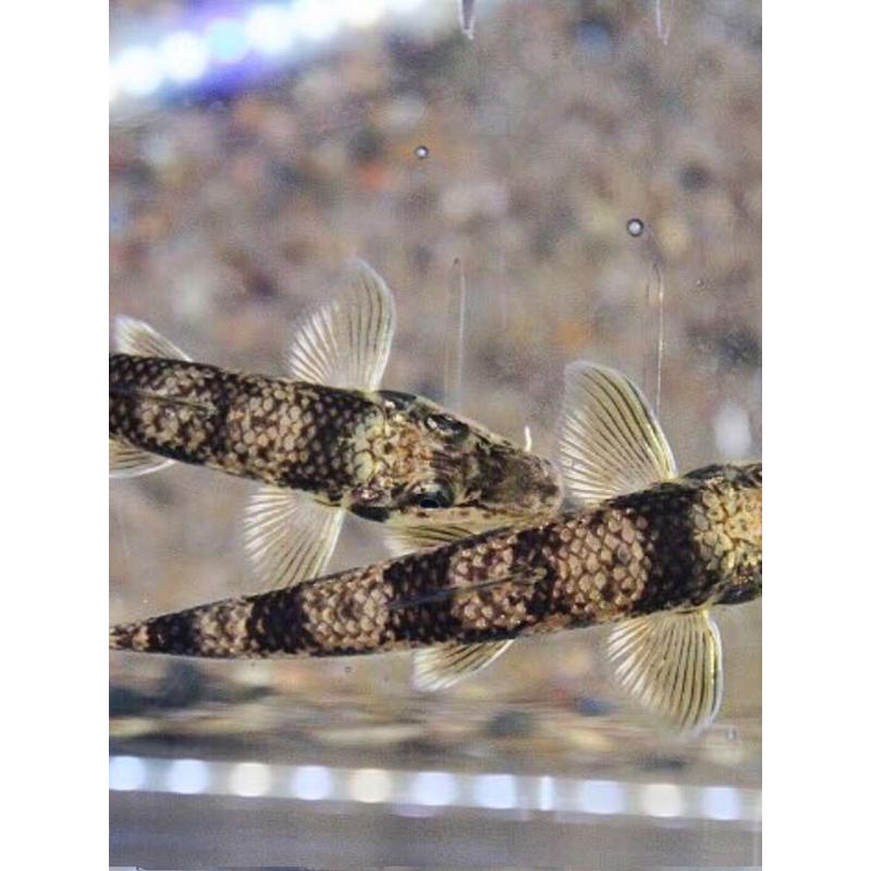原生鱼冷水鱼蛇鮈似鮈观赏鱼工具鱼清洁鱼清理底沙水中推土机